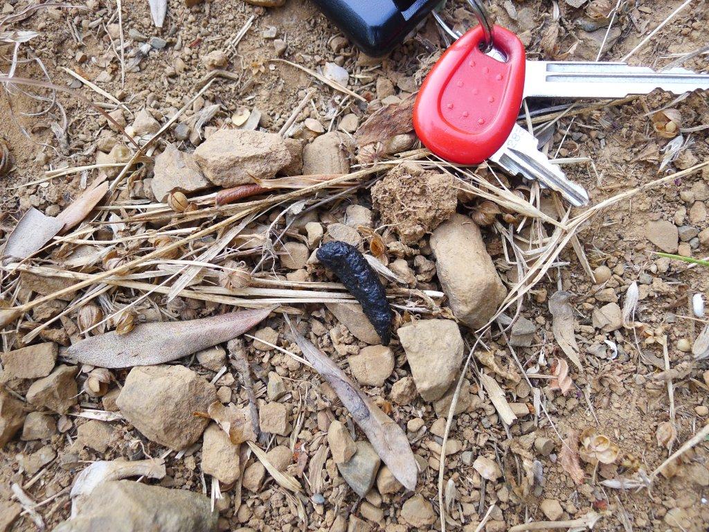 Compatibile con donnola ?